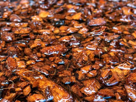 Chopped coconut husks soaked in water to prepare for use as planting material