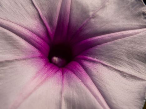 The delicate and weak petals of the morning glory flower