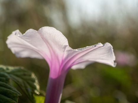 The delicate and weak petals of the morning glory flower