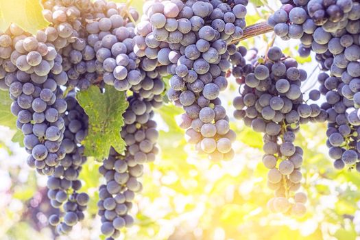 Bunches of red grapes on vine in warm light. Copy space