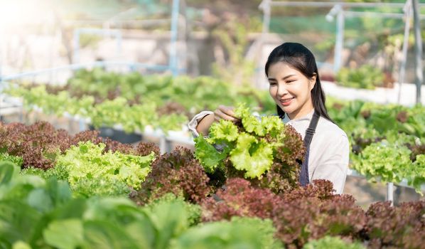 Young Asian farmer pretty girl working in vegetables hydroponic farm with happiness. She is looking and using hands check the quality of green oaks. Seen from the side. Business of healthy food...