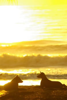 The silhouette of a dog lying on the beach and the golden light of the sunset reflecting on the sea surface