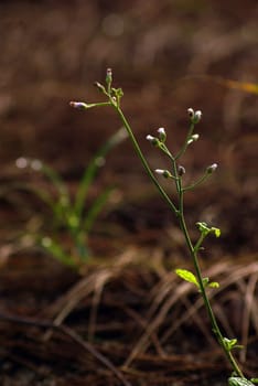 Little Ironweed grass field in the morning light