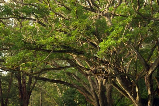 Shade of Rain-tree canopy Big tree in the forest