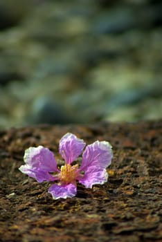 Pink color of Queen's flowers fall on laterite stone floor