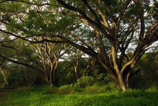 Shade of Rain-tree canopy Big tree in the forest