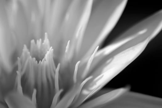 Detail of white water lily blossom flower in black and white