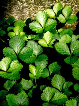 The Mock Strawberry plant for ground cover in the garden