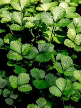 The Mock Strawberry plant for ground cover in the garden