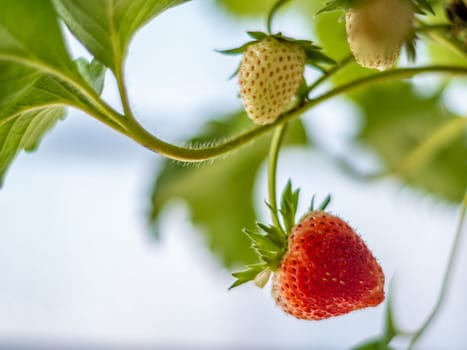 Fresh strawberries have not been collected from a strawberry plant