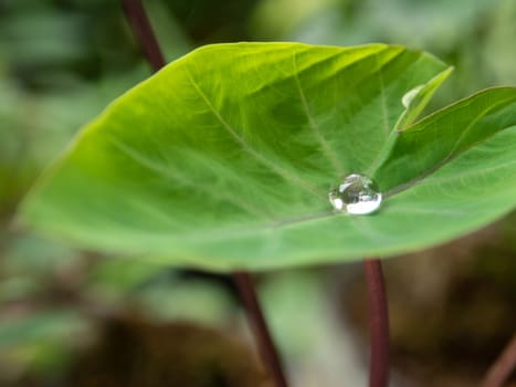 The Droplet water on the colocasia leaf