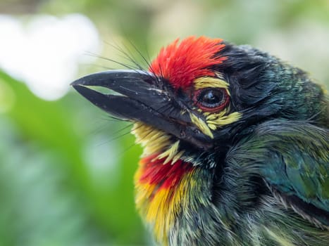 Close up the face of Juvenile Coppersmith barbet bird