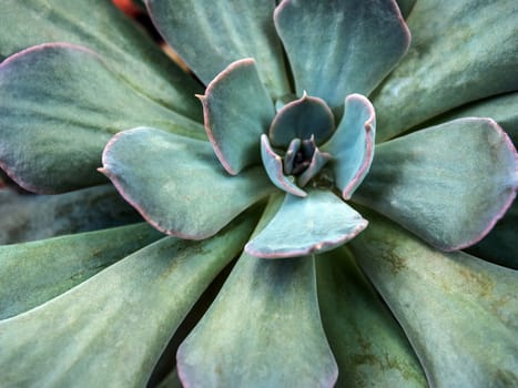 Succulent plant close-up, Leaves detail close up of Echeveria Succulent plant