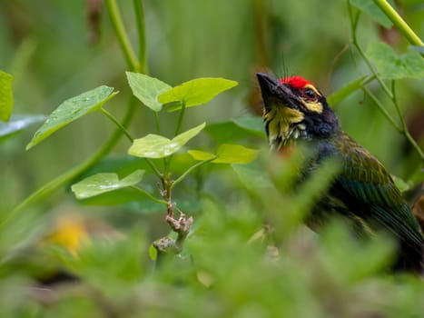 The Coppersmith barbet bird in the garden