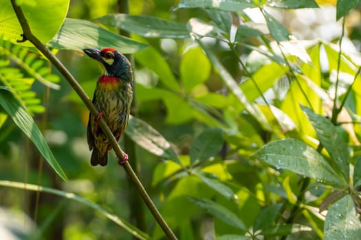 The Coppersmith barbet bird in the garden