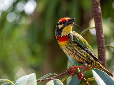 The Coppersmith barbet bird in the garden