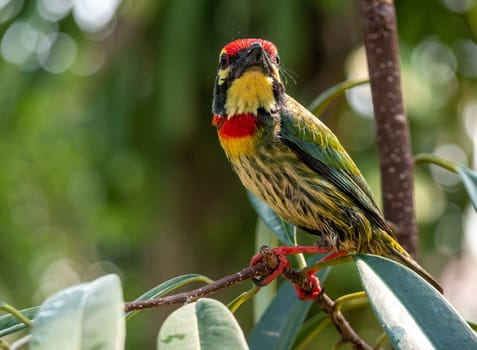 The Coppersmith barbet bird in the garden