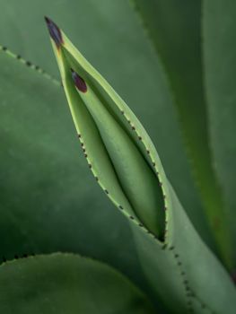 Agave succulent plant, close up white wax on freshness leaves with thorn of Agave leaf