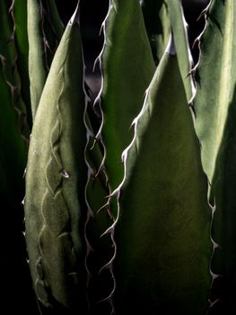 Agave succulent plant, close up white wax on freshness leaves with thorn of Agave leaf