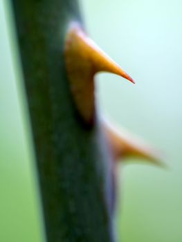 Sharp thorns on the branches of the rose tree