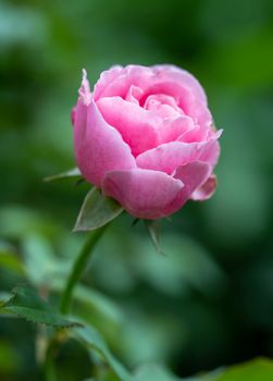 Soeur Emmanuelle Roses begin to bloom the petals slowly bloom