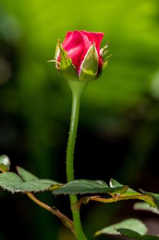 Princess Kishi rose begin to bloom the petals slowly bloom