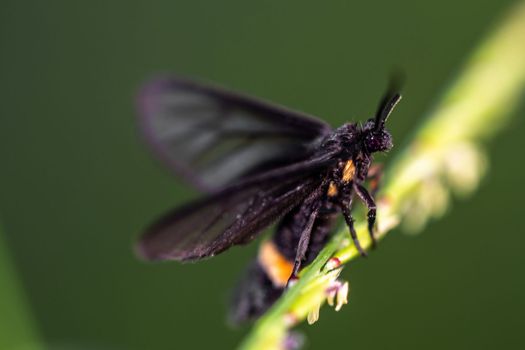 Grass Moths on the grass flower