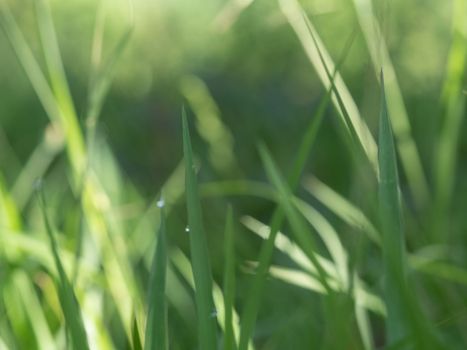 Natural outdoors natural background in green and yellow tones, Blurred green plant leaf background