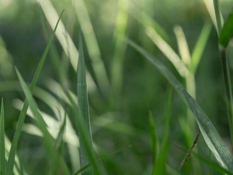 Natural outdoors natural background in green and yellow tones, Blurred green plant leaf background