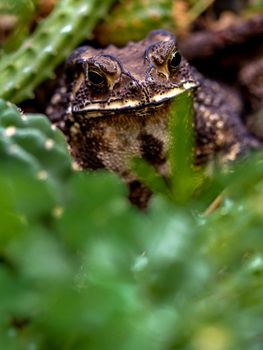 Close-up of the face of a Toad Bufo melanostictus