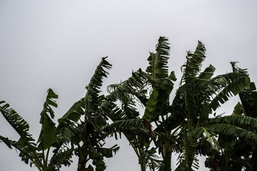 Banana leaves that are torn from the wind