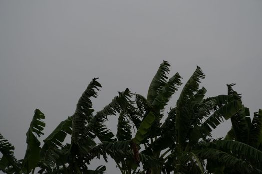 Banana leaves that are torn from the wind