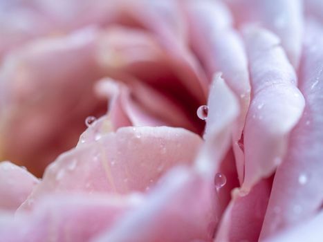 Close-up delicate Koko Loco rose petals as nature background