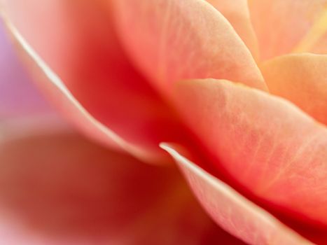 Close-up delicate The Distant drums rose petals as nature background