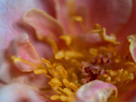 Close-up delicate rose pollens and petals of Distant drums rose as nature background