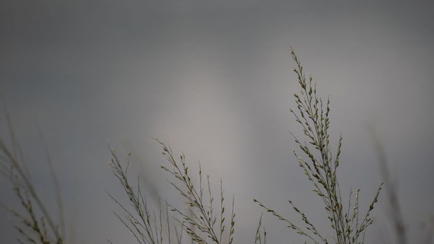 Grass flowers flutter in the wind