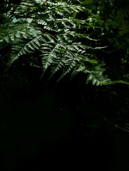 Leaves of Davallia solida Fern as green nature background