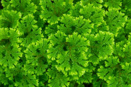 Full-frame texture background of Spike Moss fern leaves