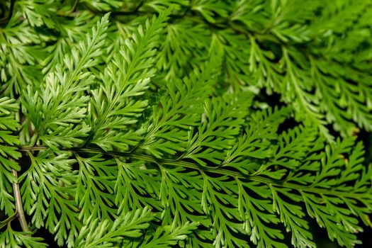 Leaves of Davallia denticulata polynesia Fern as green nature background