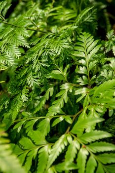 Leaves of Davallia denticulata polynesia and Davallia solida Fern as green background