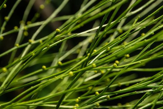 Sporangia on the of Psilotum nudum on aerial stems arising from horizontal rhizomes