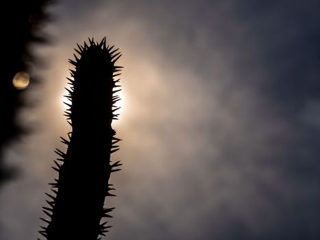 Silhouette Madagascar palm the Spiky desert plant in the hard sunlight of daytime