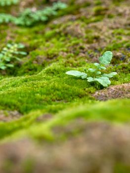 Close-up of freshness green moss growing covered on the moist stone floor, selective focus