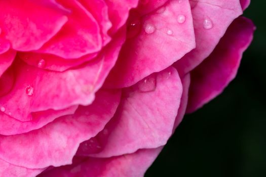 Close-up delicate Yuzen rose petals as nature background