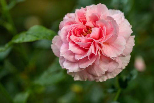 Shape and colors of Princess Meiko rose that blooming in Tropical climates