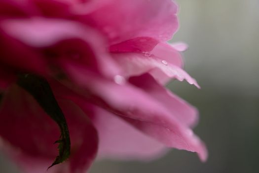 Close-up delicate Claude Brasseur rose petals as nature background