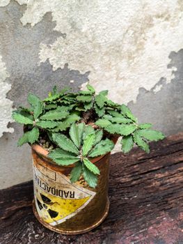 Euphorbia capsaintemariensis in the old package of radioactive material