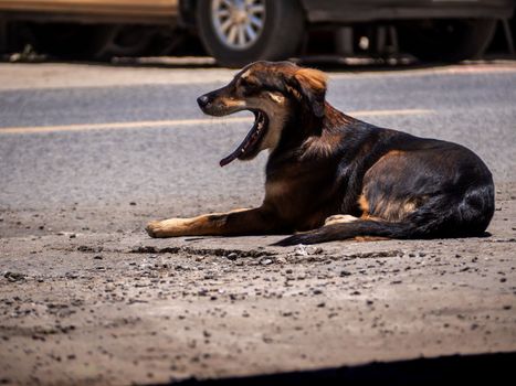 A dog is waiting for its owner on the side of the road