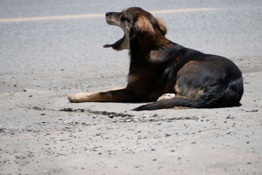 A dog is waiting for its owner on the side of the road