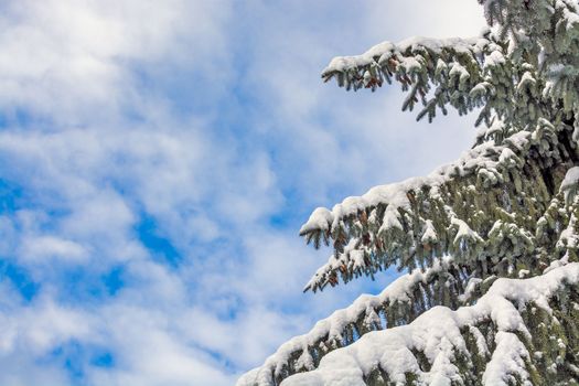 Pine tree branches in snow on blue sky background.